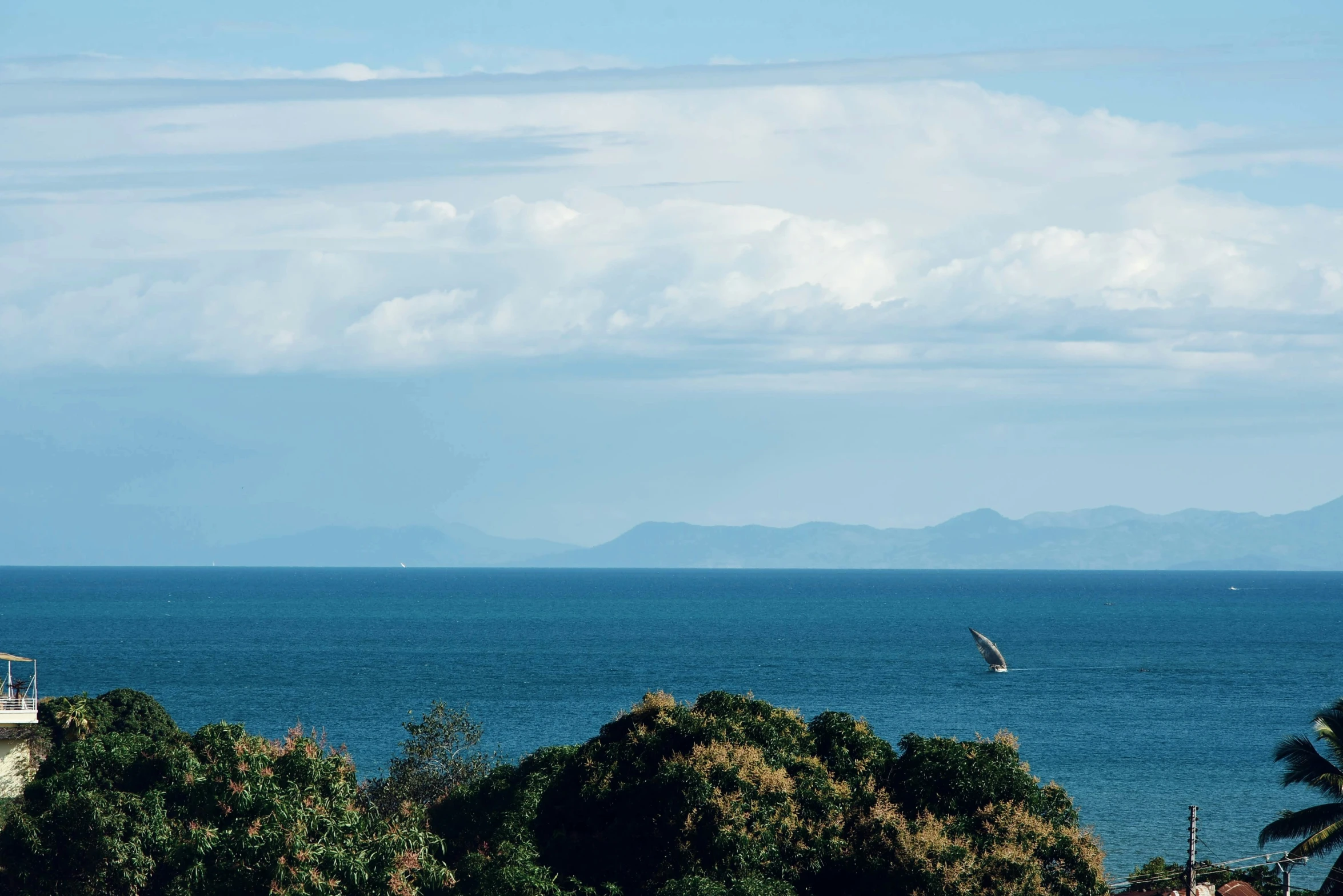 a view of trees and water from the shore of a body of water