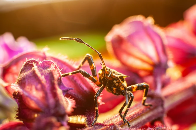 close - up of the back end of a purple flower