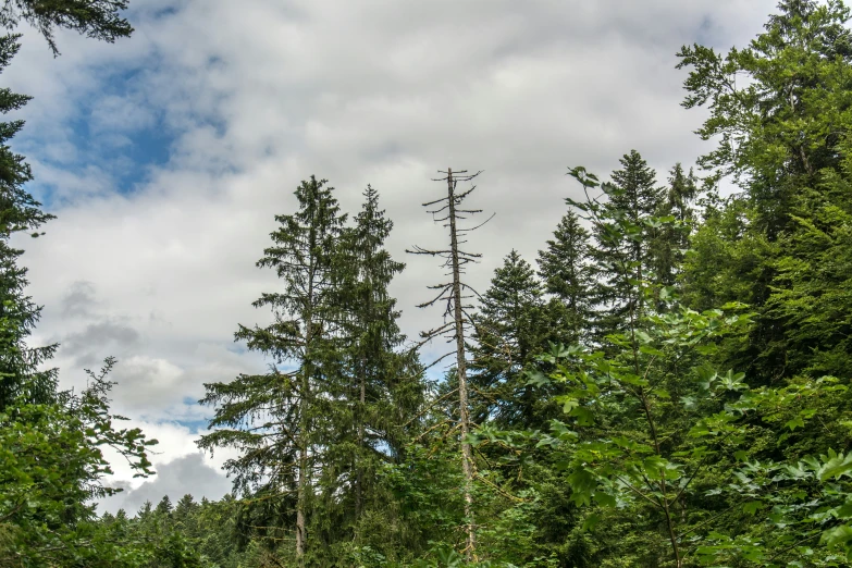 a couple of trees on the ground with sky in the background