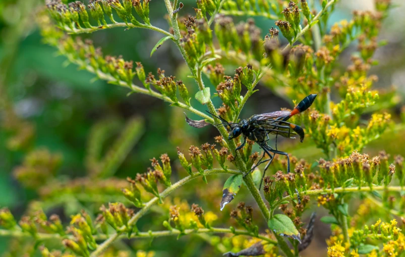 a black and red bug is on a green nch