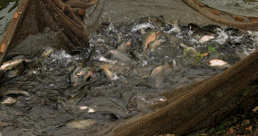 an outdoor fishing nets are filled with lots of fish