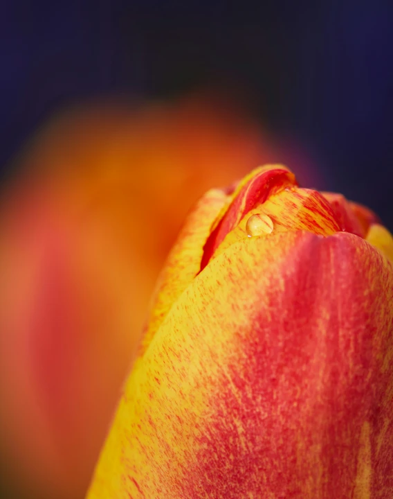 a close - up view of the center section of a tulip