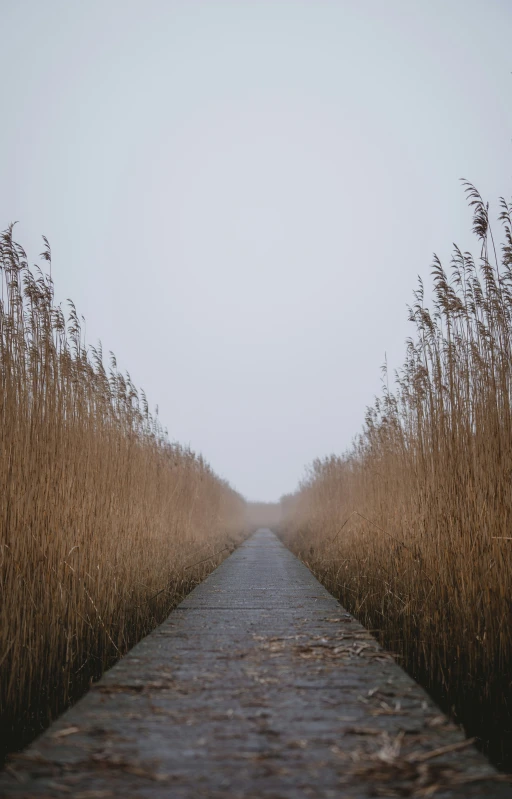 an empty walkway between two tall brown grass