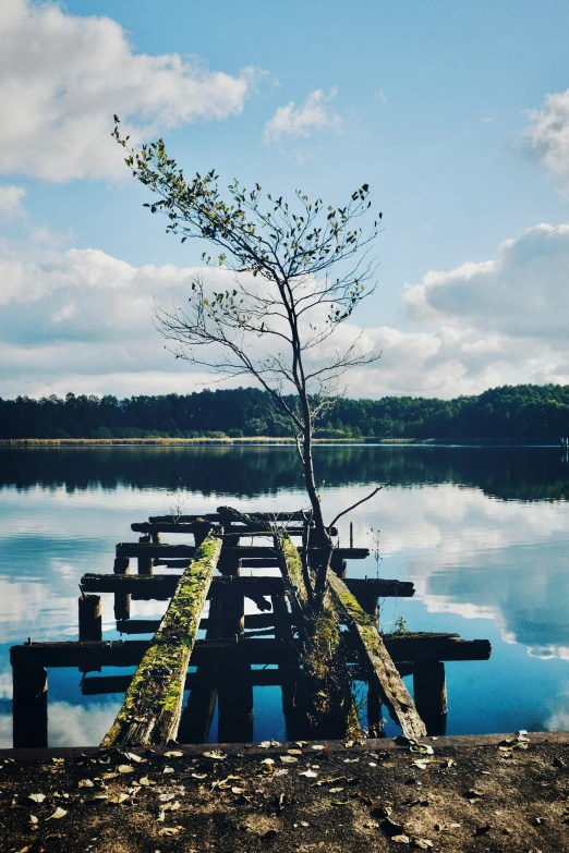 a lone tree with no leaves growing from the ground next to a lake