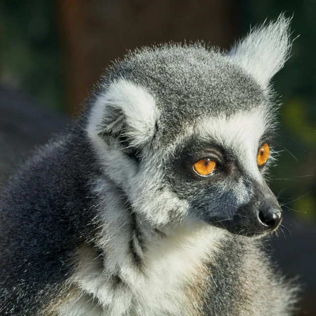 a brown eyed lemurd stands with its front paws in the air