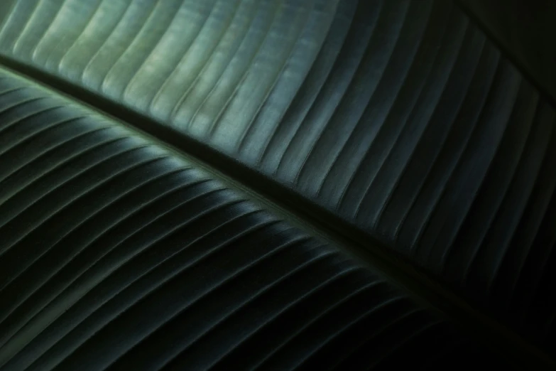 the underside of a large leaf with a very thin structure