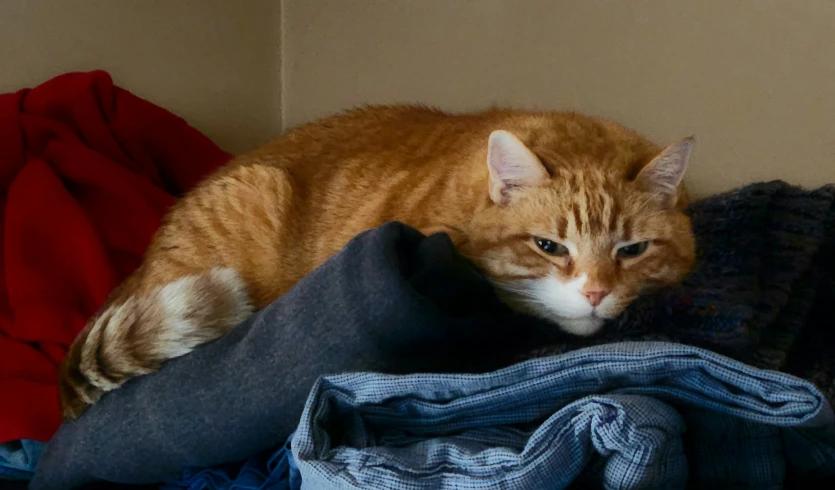 an orange cat sitting on top of a pile of folded clothing
