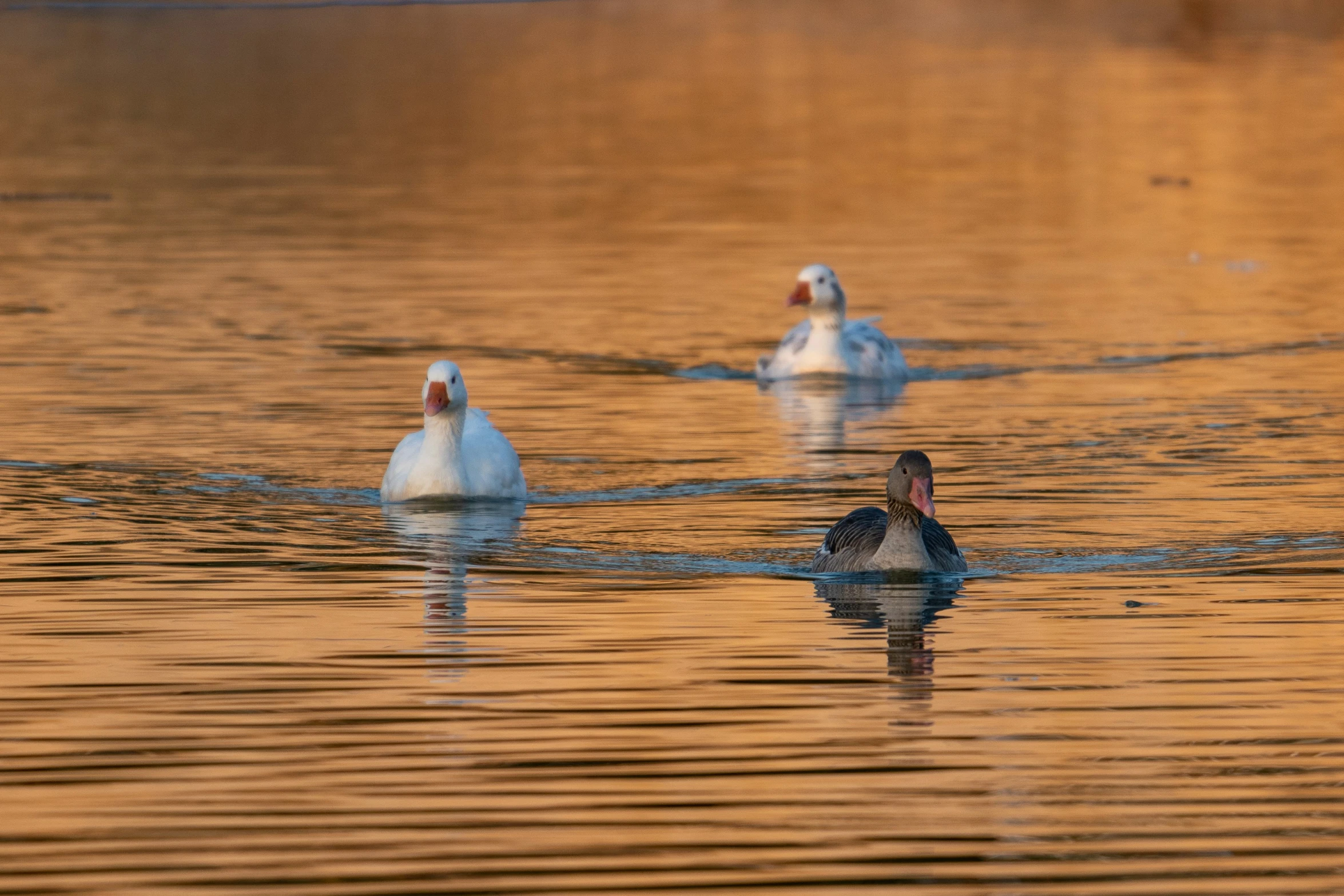 a group of ducks swimming in the water