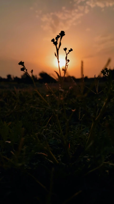 a couple of small leaves are in the foreground