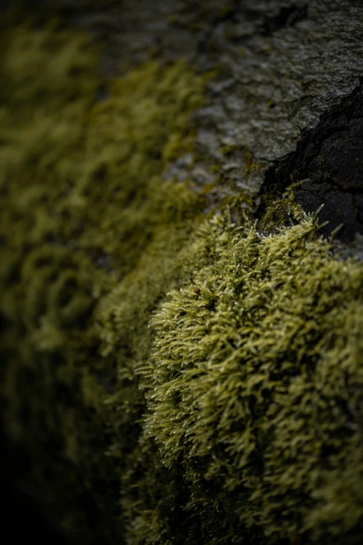 moss covered rocks and gravel are displayed together