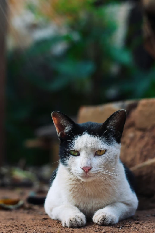 a black and white cat sitting down with green eyes