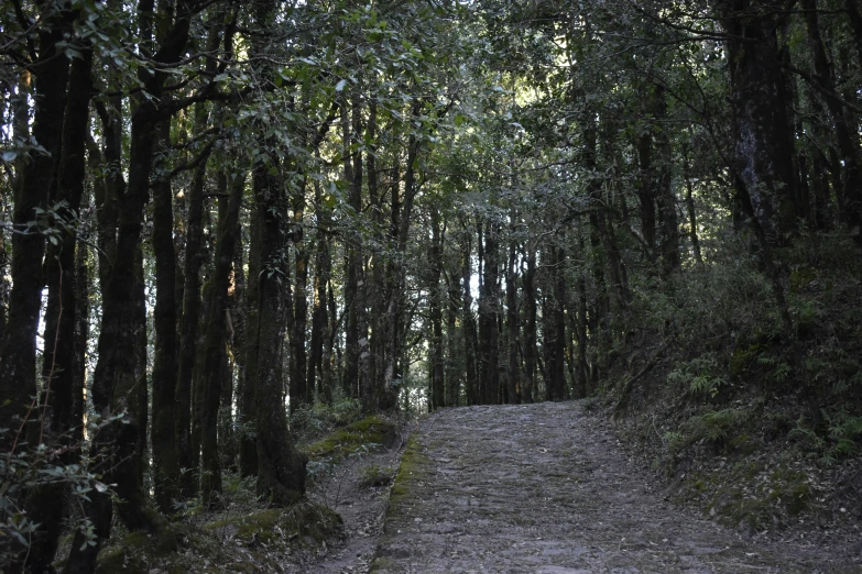 a dirt trail is lined with trees on either side