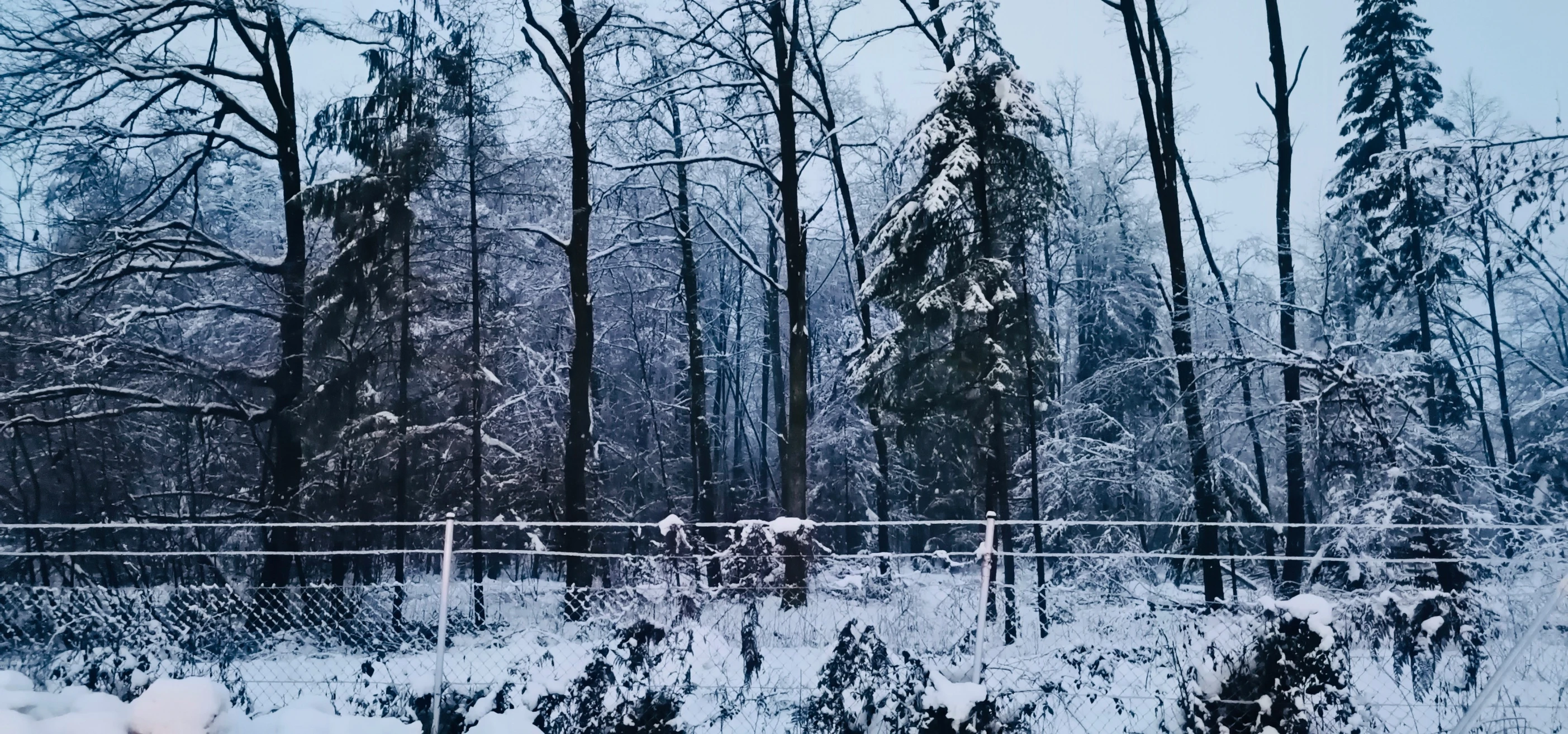 a snowy day in a forested area with snow on trees