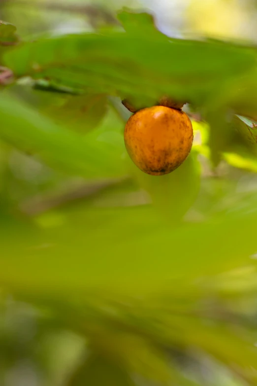 the fruit on this tree is ready to eat