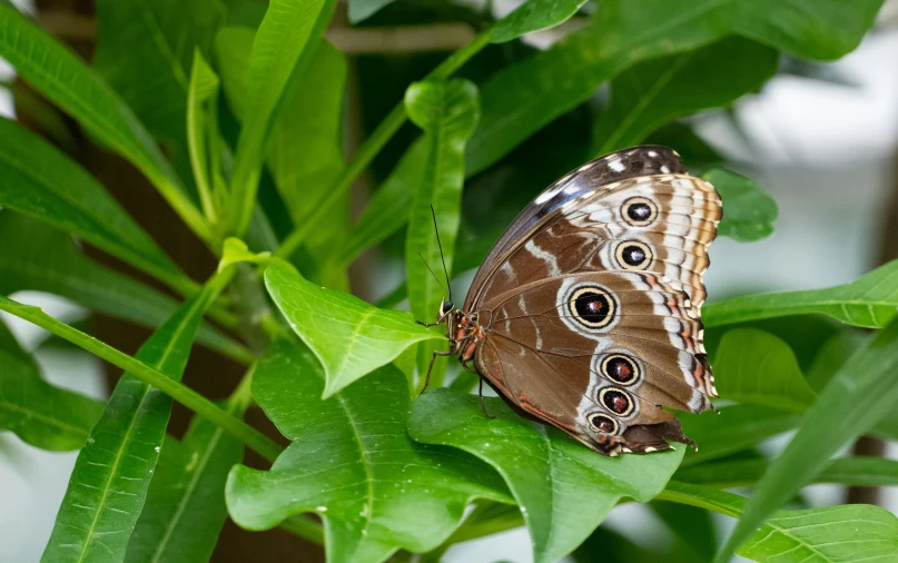 two peacocks sitting on top of green leaves