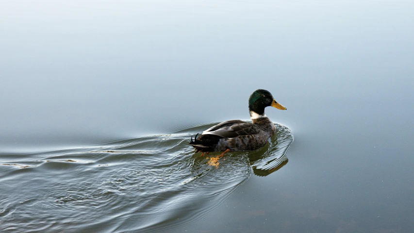 a duck that is sitting on the water