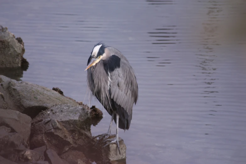 bird with yellow beak sitting on rock next to body of water