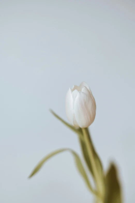 two white flowers are in a glass vase