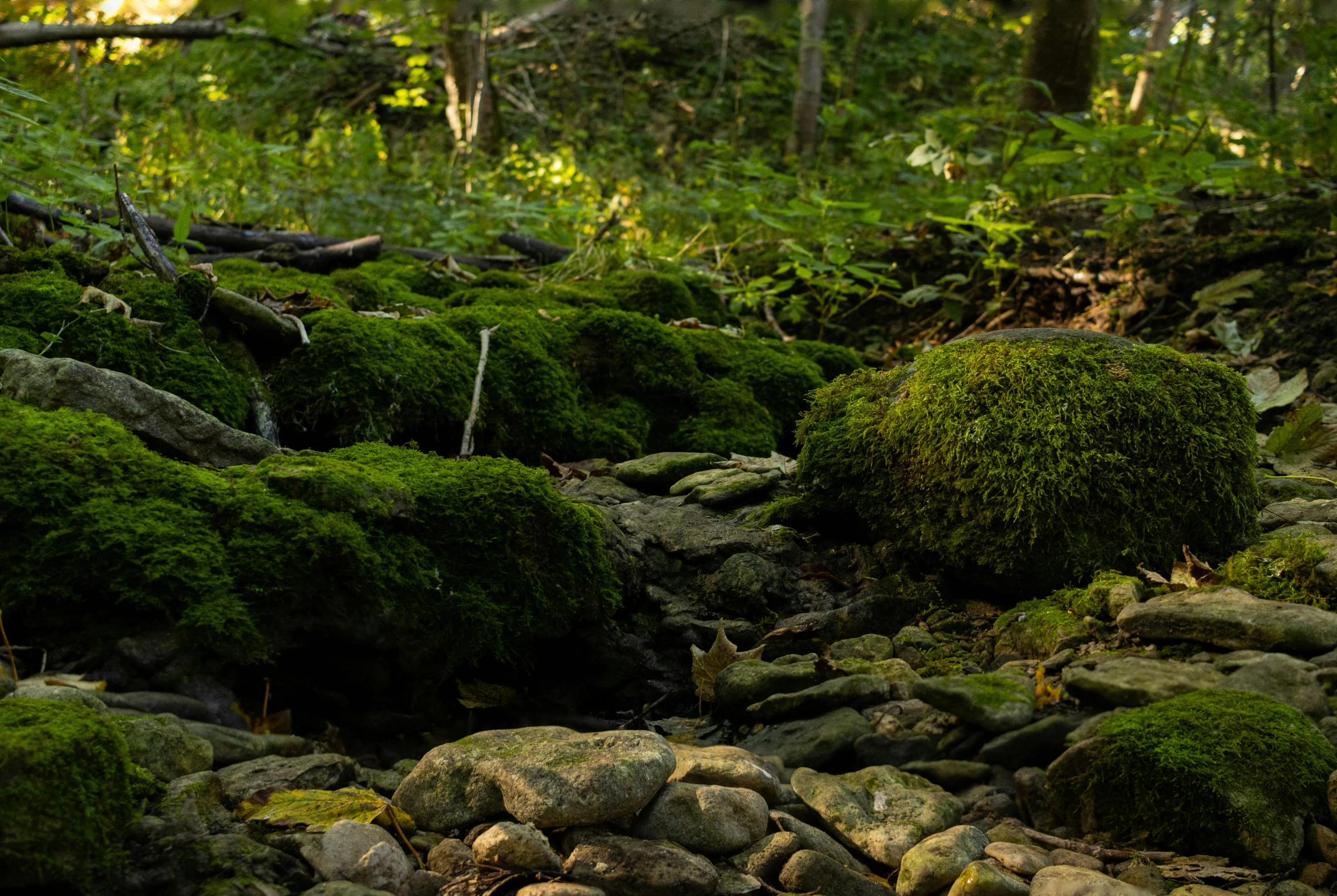 some very pretty green moss covered rocks and trees