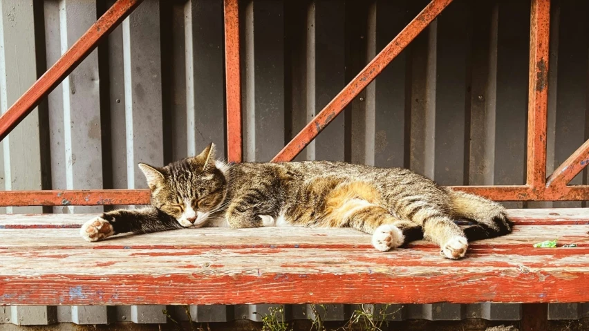 a calico cat is laying on a bench