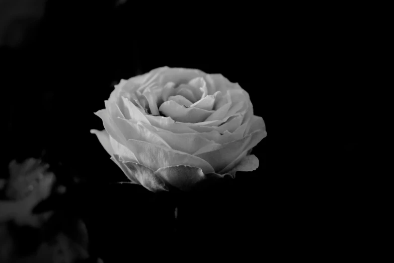 a white rose in black and white pography