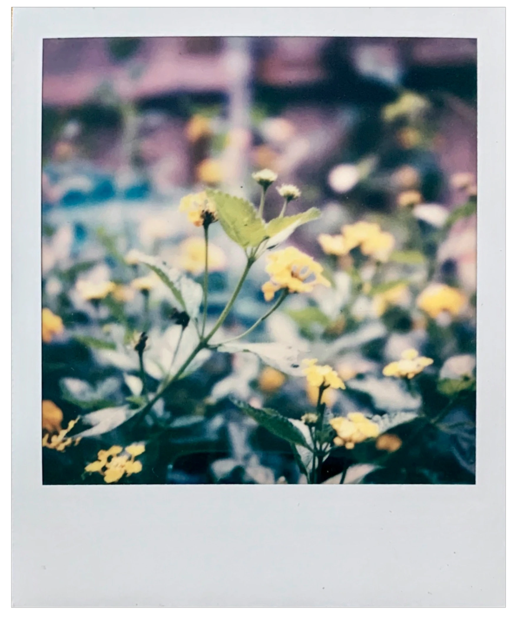 a yellow flower that is on top of the ground