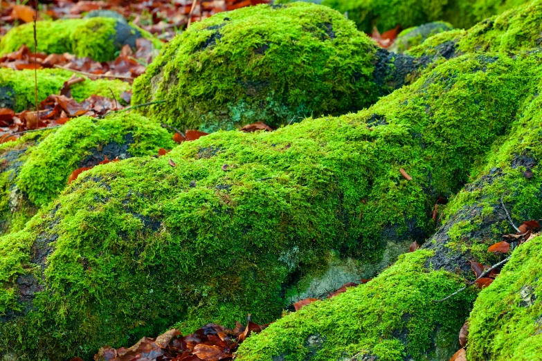 moss covered rocks are all different colors and patterns