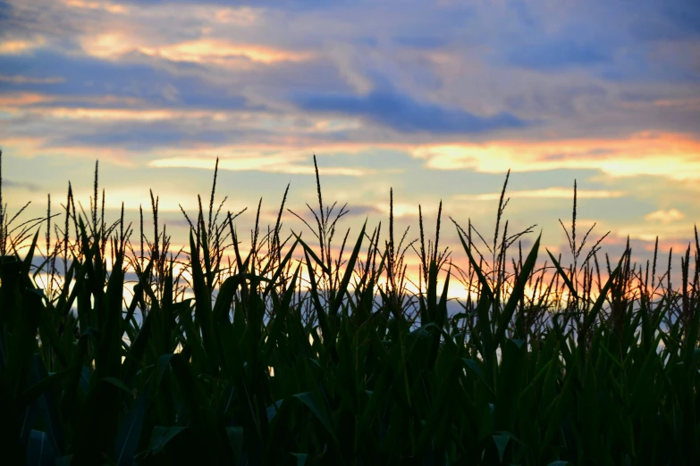 the sun is setting over some tall grass