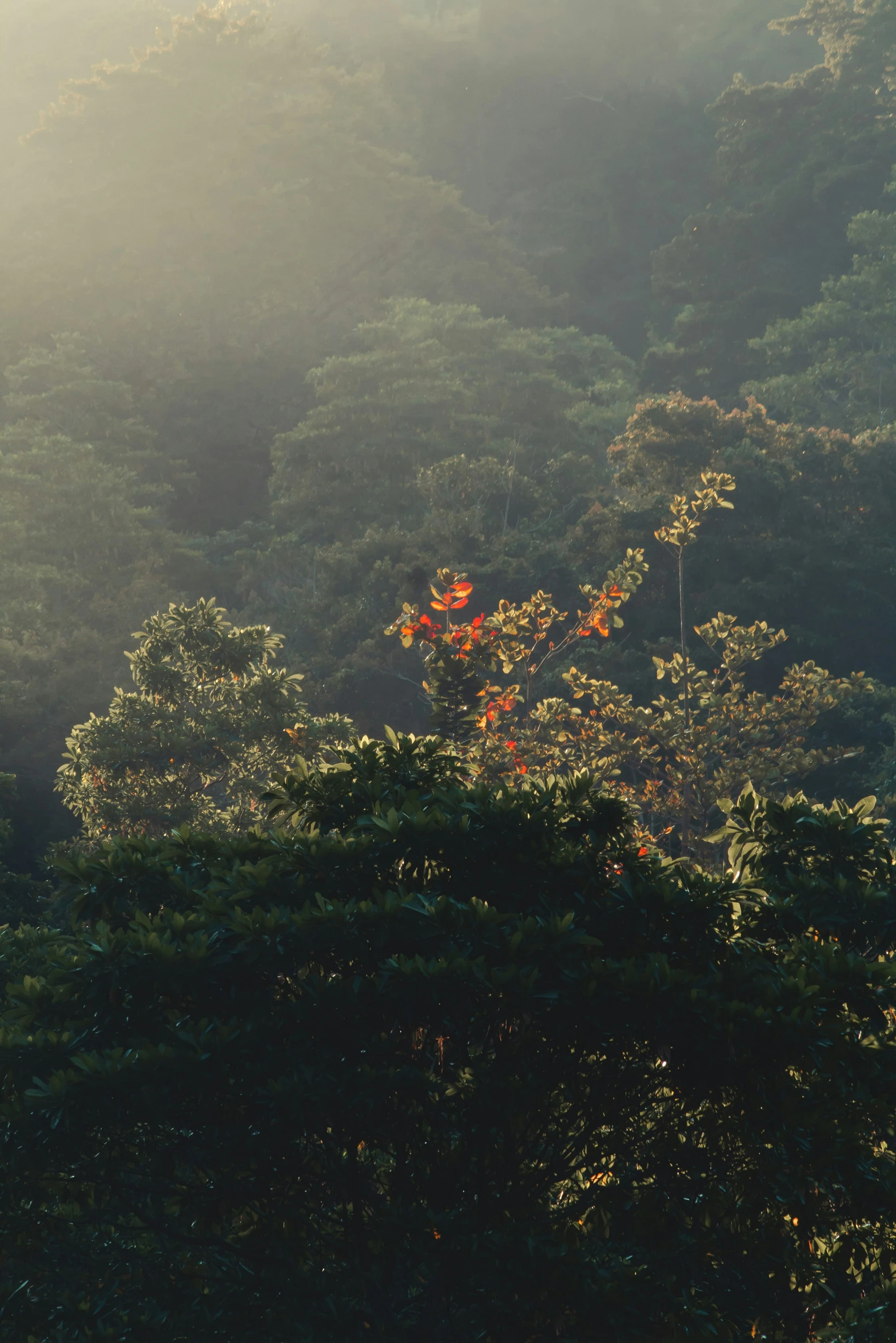 a bunch of bushes and trees covered with mist