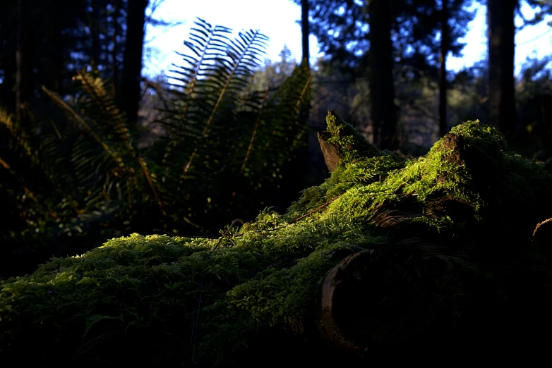 a green moss covered log in the forest