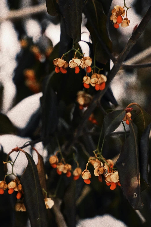 a close up s of flowers with blurred background