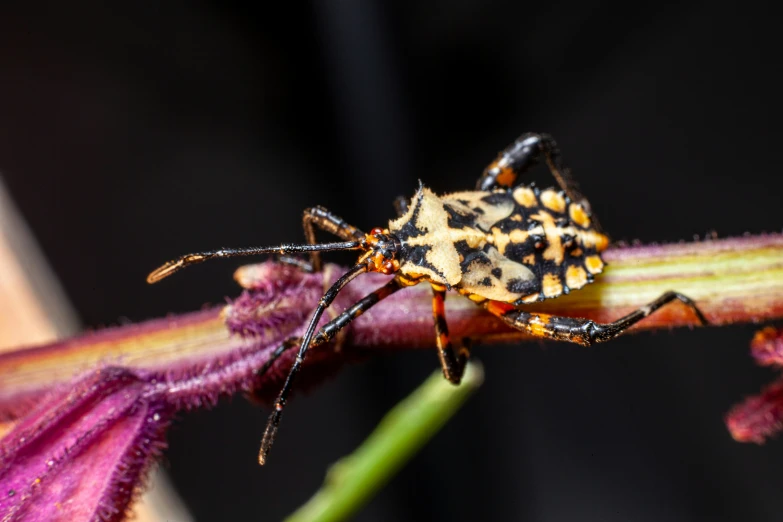 a small insect sitting on top of a flower