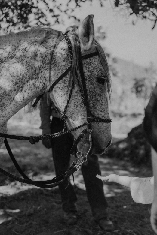 a black and white po of a horse and the head of a woman