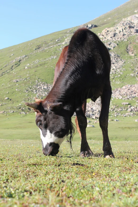 an animal in the middle of a field eating grass