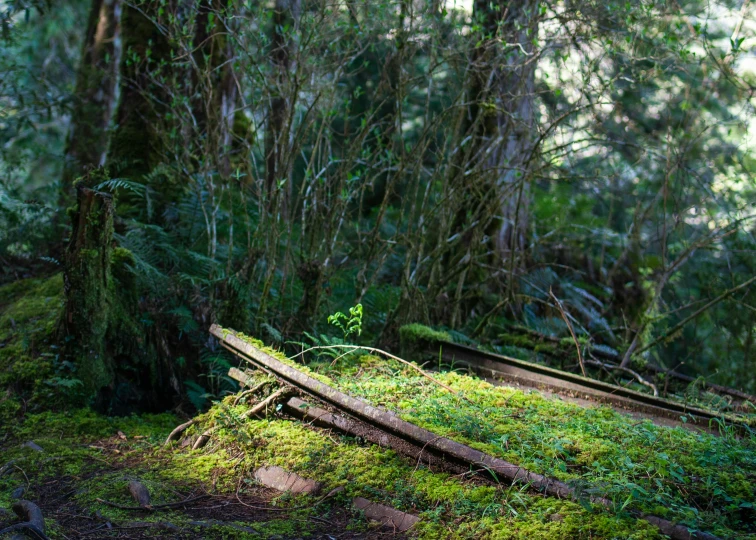 the long plank is still on the ground of the forest