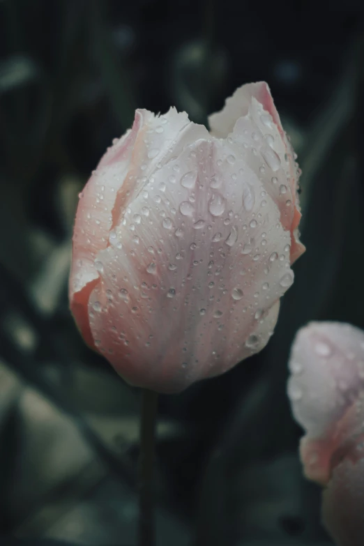close up of an open tulip with rain drops on it