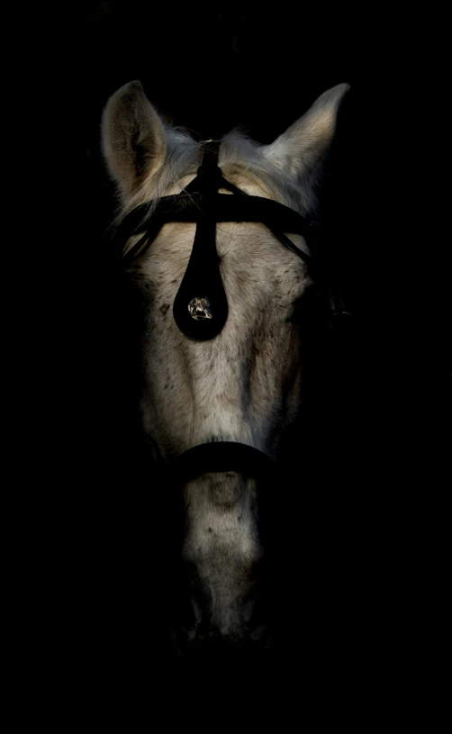 a white horse with its black bridle looking straight ahead