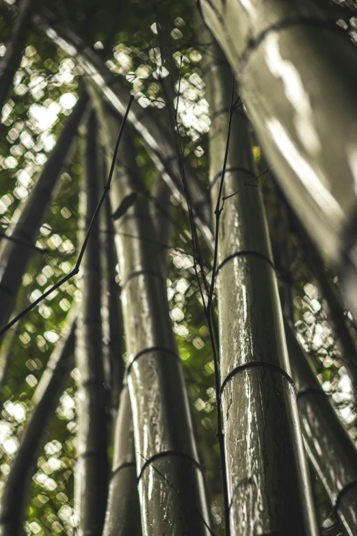 the trunks of a bamboo tree in the jungle