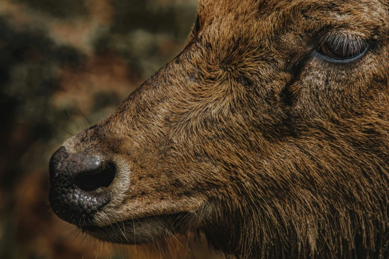 a close up of the face and head of a wild boar