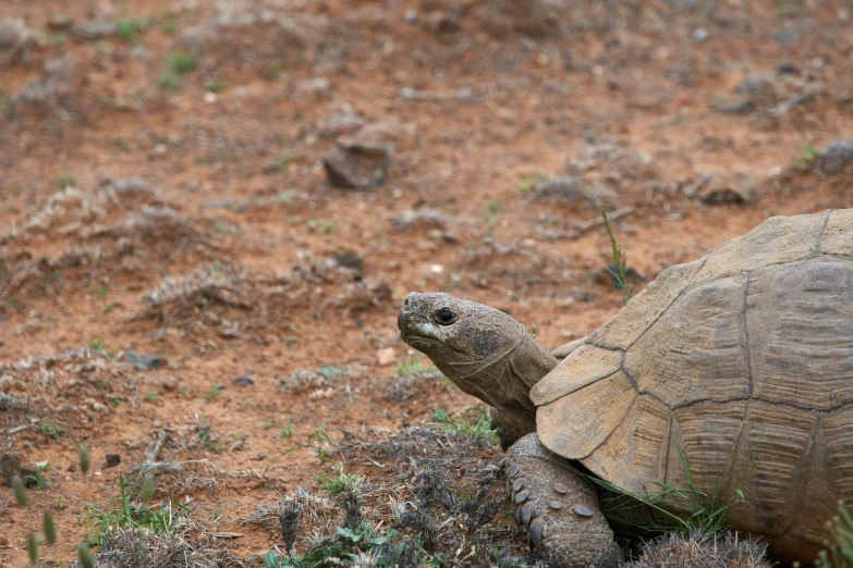 a close up of a turtle standing on top of a dirt field