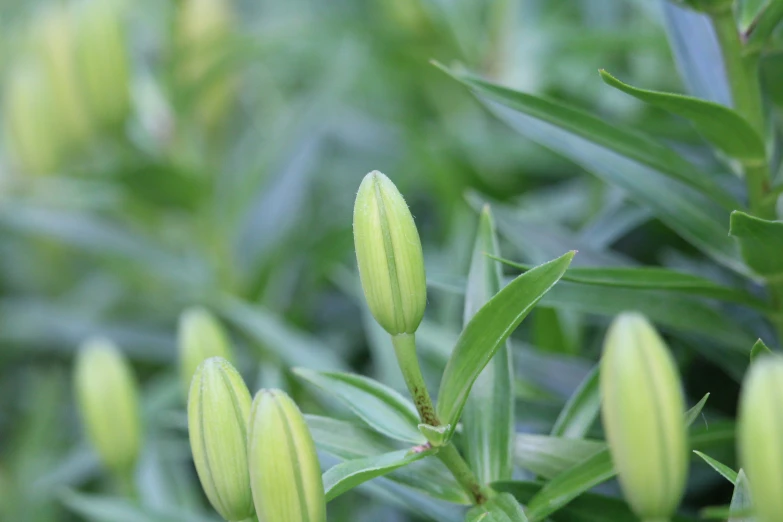 closeup of green leaves and the buddings