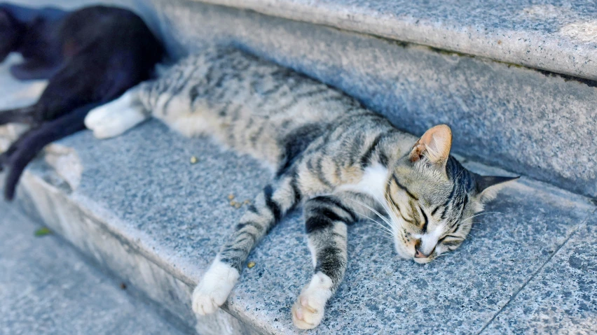 a couple of cats that are laying down on some cement steps