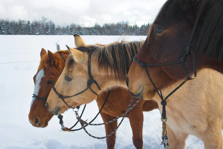 three horses tied up to a harness in a snowy field