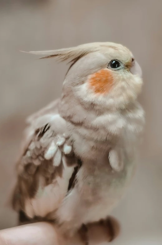 a little bird perched on top of someones hand