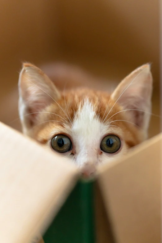 an adorable cat with some eyes peeking out of a book