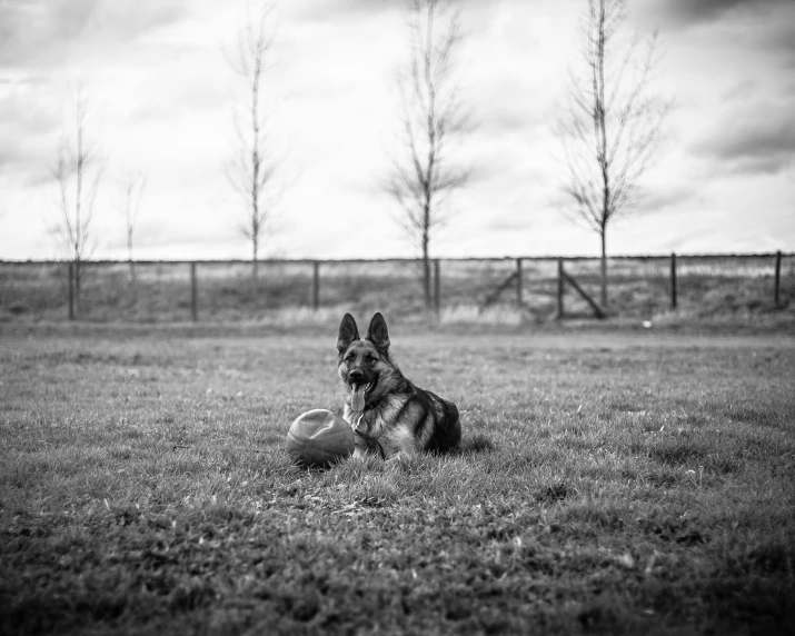 a dog playing with a ball in a field