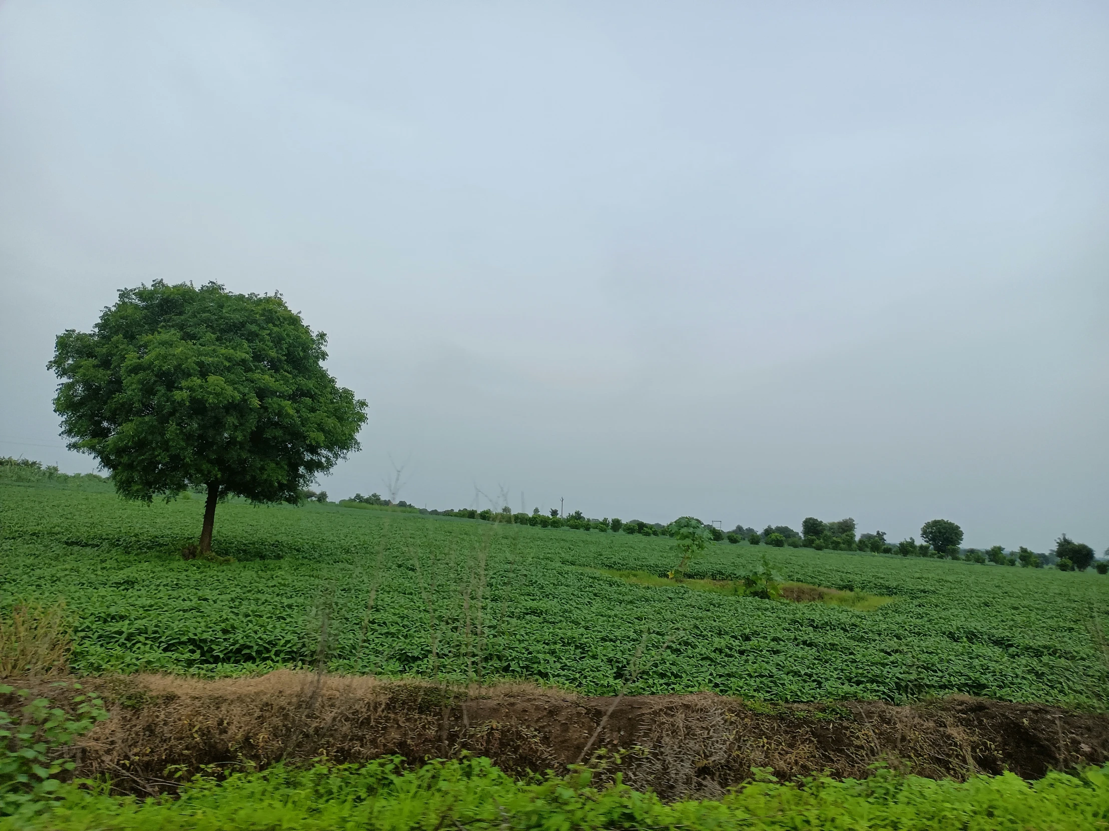 a lone tree stands in a field