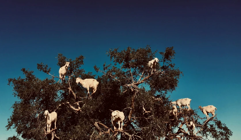 animals hang out in a large tree on the bright sunny day