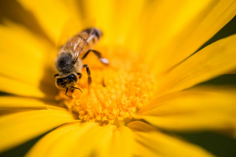 a bee is on top of a flower