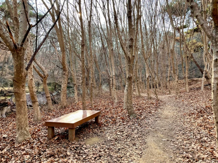 a bench sits in the middle of a group of trees